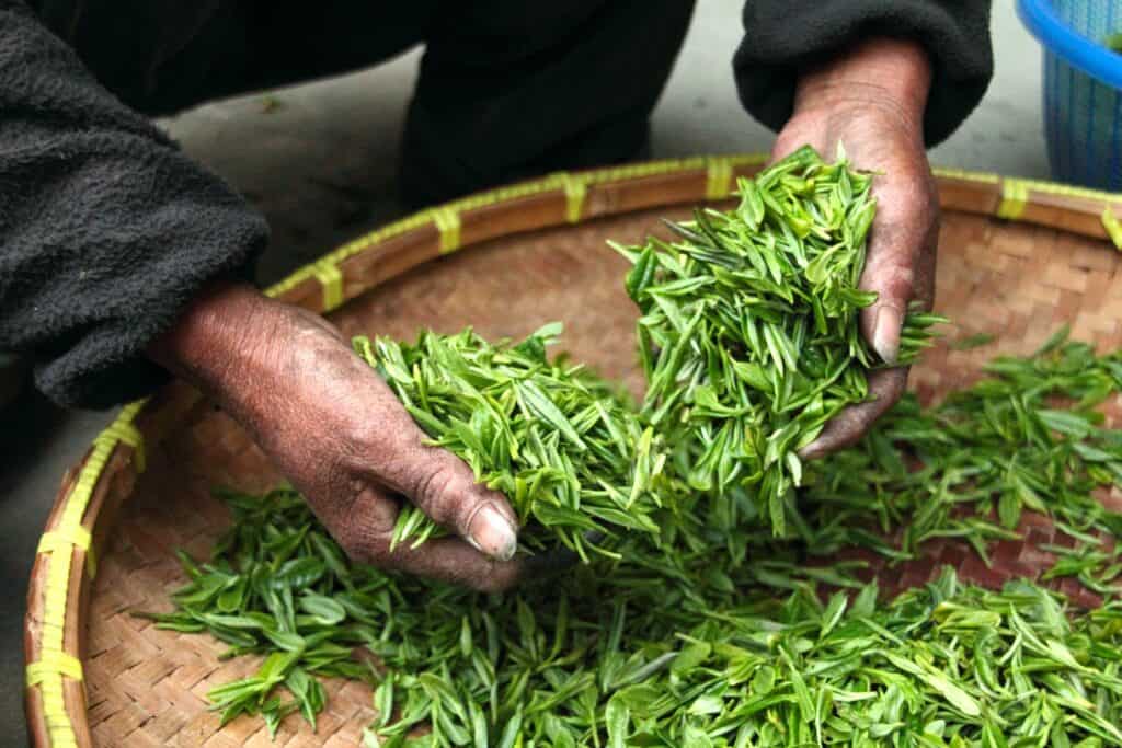 How to package and source tea - tea leaves sorting